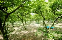 Thông cáo báo chí văn bản quy phạm pháp luật do Ủy ban nhân dân tỉnh Cà Mau ban hành (Quyết định số 04/2025/QĐ-UBND ngày 13/02/2025)