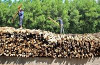 Tiếp tục sắp xếp, đổi mới và phát triển, nâng cao hiệu quả hoạt động của công ty nông, lâm nghiệp