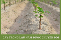 Những loại cây trồng lâu năm được chuyển đổi trên đất trồng lúa 