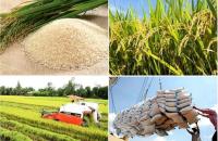 Thủ tướng Chính phủ chỉ đạo điều hành đảm bảo cân đối cung cầu lúa gạo trước diễn biến thị trường thế giới và trong nước