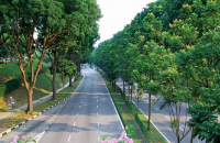 Tăng cường đảm bảo an toàn quản lý cây xanh đô thị