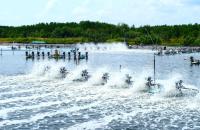 Cà Mau triển khai nhân rộng mô hình nuôi tôm thẻ chân trắng siêu thâm canh