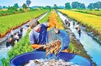 Cà Mau chỉ đạo phát triển đột phá mô  hình sản xuất và phát triển kinh tế tập thể trong nông nghiệp