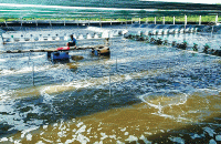 Cà Mau ban hành triển khai Nghị quyết chủ trương  đầu tư Dự án Phát triển thủy sản bền vững 