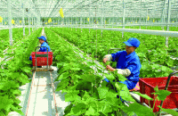 Kế hoạch đào tạo nghề nông nghiệp cho lao động nông thôn giai đoạn 2022-2025