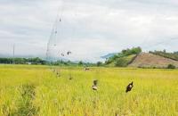 Tăng cường giải pháp ngăn chặn tình trạng săn bắt trái phép chim yến