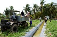 Cà Mau: Quy định nội dung hỗ trợ thực hiện phát triển sản xuất liên kết theo chuỗi giá trị, phát triển sản xuất cộng đồng, phát triển sản xuất theo nhiệm vụ thuộc các Chương trình mục tiêu quốc gia