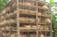 Tăng cường ngăn chặn, xử lý nghiêm các trường hợp buôn lậu, vận chuyển trái phép động vật qua biên giới vào Việt Nam.