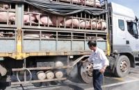 Ngăn chặn, phát hiện và xử lý nghiêm các trường hợp buôn bán, vận chuyển trái phép lợn qua biên giới vào Việt Nam