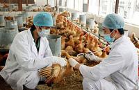 Tăng cường năng lực quản lý, kiểm soát dịch bệnh động vật và bảo đảm an toàn thực phẩm có nguồn gốc động vật