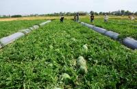 Cà Mau triển khai thực hiện các nhiệm vụ hỗ trợ, phát triển kinh tế tập thể