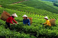 Sửa đổi, bổ sung quy định về Chuyển công ty lâm nghiệp Nhà nước nắm giữ 100% vốn điều lệ thành công ty trách nhiệm hữu hạn hai thành viên trở lên