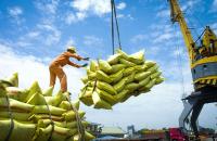 Đẩy mạnh sản xuất, kinh doanh, xuất khẩu lúa,  gạo bền vững, minh bạch, hiệu quả trong tình hình mới