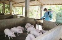 Cà Mau tiếp tục thực hiện phòng, chống bệnh Dịch tả heo (lợn) Châu Phi