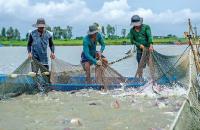 Quy định mới về mức thu phí trong quản lý nuôi trồng thủy sản