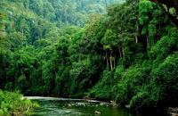 Triển khai theo dõi diễn biến rừng và công bố hiện trạng rừng