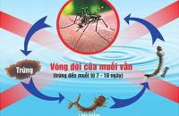 Tăng cường phòng, chống sốt xuất huyết