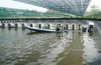 Tuyên truyền phổ biến kiến thức phòng, chống một số dịch bệnh nguy hiểm trên thủy sản nuôi giai đoạn 2021 – 2030 trên hệ thống thông tin cơ sở