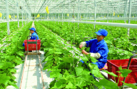 Tháo gỡ vướng mắc liên quan đến cấp Giấy phép, Giấy chứng nhận, kiểm tra chất lượng trong lĩnh vực nông nghiệp và phát triển nông thôn
