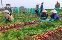 Thúc đẩy sản xuất, lưu thông, tiêu thụ và xuất khẩu nông sản