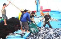 Cà Mau triển khai nhiệm vụ trong tâm về chống khai thác thủy sản bất hợp pháp đến tháng 5/2023