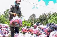 Cấp giấy đi đường cho người đi thu hoạch, thu mua nông sản, thủy sản khi sang địa bàn huyện, thành phố khác