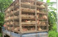 Triển khai quyết liệt các giải pháp cấp bách ngăn chặn các trường hợp vận chuyển trái phép gia cầm qua biên giới vào Việt Nam 